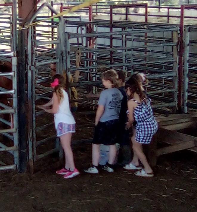 Several 2nd graders looking at calf through a cattle panel at Ag Day 22